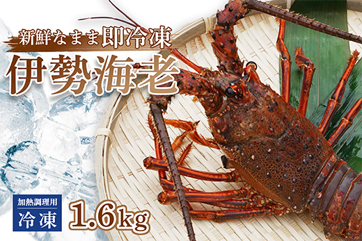 伊勢海老 ( 冷凍 ) お味噌汁用 約 1.6kg エビ えび 家庭用 訳あり 1.6kg