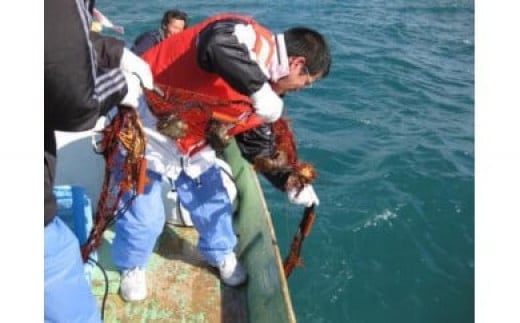 上ノ加江漁港の漁業体験（ペアチケット）かご漁 網漁 和船体験 昼食付