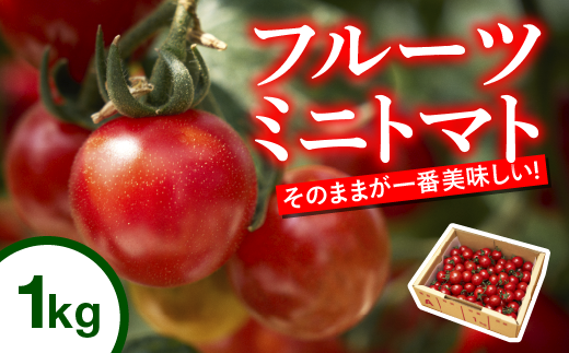 先行予約受付中 四万十川 源流域で育まれた 絶品 フルーツミニトマト 1kg フルーツトマト ふるーつとまと とまと トマト 甘い 濃厚 美味しい 箱詰め 糖度8%～12% 高知