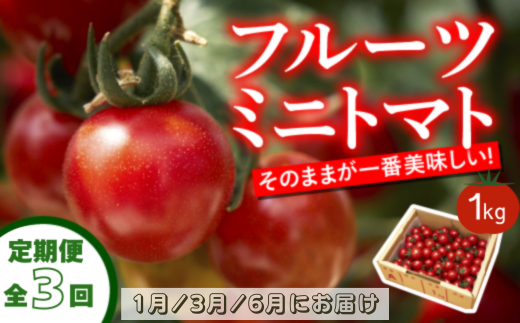 【定期便全3回 1月・3月・6月にお届け】四万十川源流域で育まれた 絶品 フルーツミニトマト 1kg フルーツトマト ふるーつとまと とまと トマト 甘い 濃厚 美味しい 箱詰め 糖度8%～12% 高知 3回コース