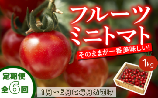 【定期便全6回 1月～6月毎月お届け】四万十川源流域で育まれた 絶品 フルーツミニトマト 1kg フルーツトマト ふるーつとまと とまと トマト 甘い 濃厚 美味しい 箱詰め 糖度8%～12% 高知 6回コース