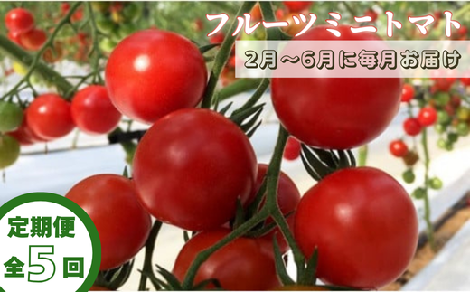 【定期便全5回 2月～6月毎月お届け】四万十川源流域で育まれた 絶品 フルーツミニトマト 1kg フルーツトマト ふるーつとまと とまと トマト 甘い 濃厚 美味しい 箱詰め 糖度8%～12% 高知 5回コース