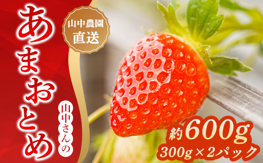 先行予約受付中 山中さんの「いちご」 ( あまおとめ 2パック ) 苺 イチゴ 高知県産 600g あまおとめ 2パック