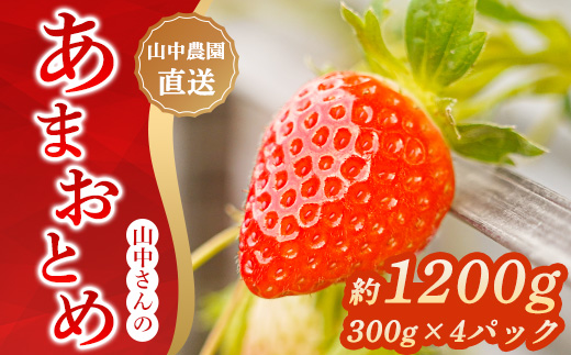 山中さんの「いちご」 ( あまおとめ 4パック ) 苺 イチゴ 高知県産 1200g あまおとめ 4パック