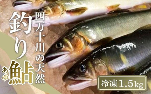 四万十川上流の天然鮎 釣り鮎 1.5kg ( 冷凍 6～22尾 ) 鮎 あゆ アユ 川魚 高知県 四万十 天然 冷凍 1.5kg