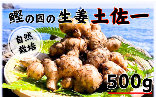 鰹乃國の生姜 ( 土佐一 ) 500g ( 自然栽培 農薬 化学肥料不使用 高知県 )