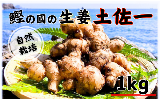 鰹乃國の生姜 ( 土佐一 ) 1kg ( 自然栽培 農薬 化学肥料不使用 高知県 )