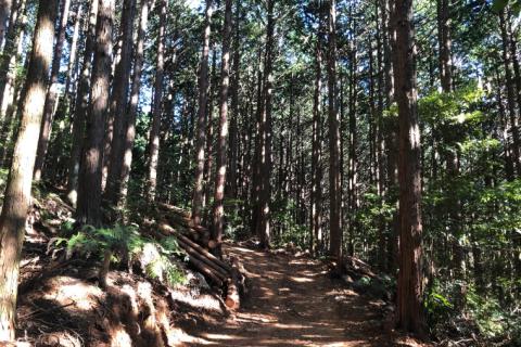 【訳あり品】乾燥 薪 15kg まきのまき 針葉樹 野外用 キャンプ 焚火 まき ヒノキ・杉 火付け用に最適