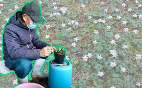 ＜バイカオウレン＞ 苗 ポット 4号 1個　＜12月～2月頃の間に発送予定＞　花 日本植物学の父 牧野富太郎 博士 森の妖精 梅花黄蓮 高知 佐川町 キンポウゲ科 ゴカヨウオウレン 常緑早春咲き