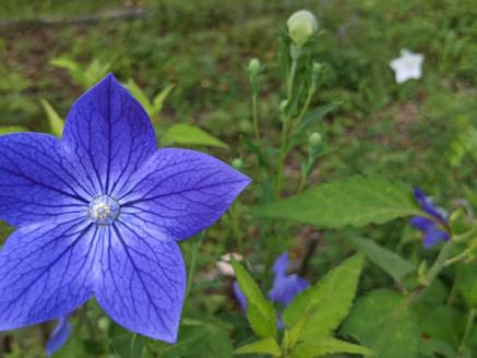 ヤマシャクヤク+種から育てた（内容お任せ）山野草3種 全4種4鉢（9cmポット）山野草福袋 多年草 一年草 二年草 植物の町佐川町から らんまん 朝ドラ 牧野富太郎 植物博士 庭 花 草木