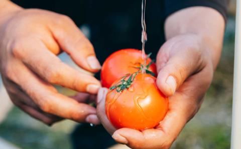＜2025年12月下旬頃より順次発送＞フルーツトマト 原田農園 約1,800g（大箱）＜毎年12月下旬頃～5月頃まで発送＞
