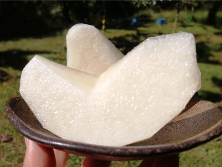 梨狩り ナシ収穫体験 + 生ジュース搾り体験 土本観光果樹園 お土産付 高知で果物狩り