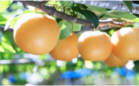 【年3回】フルーツ・野菜 定期便　梨・栗・トマト