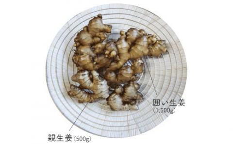 【毎年12月～7月頃まで発送】ましまファームの囲い生姜＆親生姜食べ比べセット計2kg
