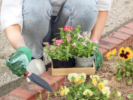 【年4回】季節のお任せ鉢花（ポット植え）定期便 　　ガーデニング 園芸 お任せ