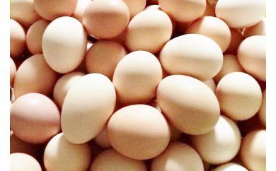 土佐ジローの卵・焼き菓子セット・B