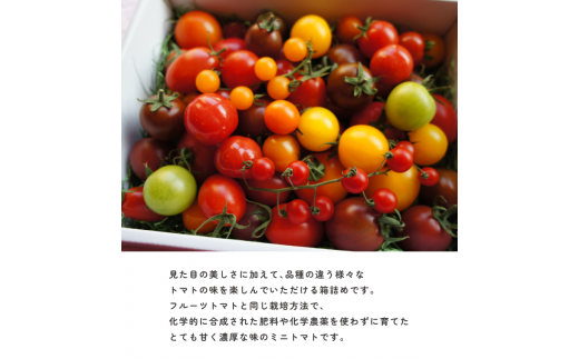 【2026年1月～5月頃発送】＜アルテminiの宝石箱 約1kg×1箱＞フルーツトマト 栽培期間中化学農薬・化学肥料不使用 トマトハウスナカムラ