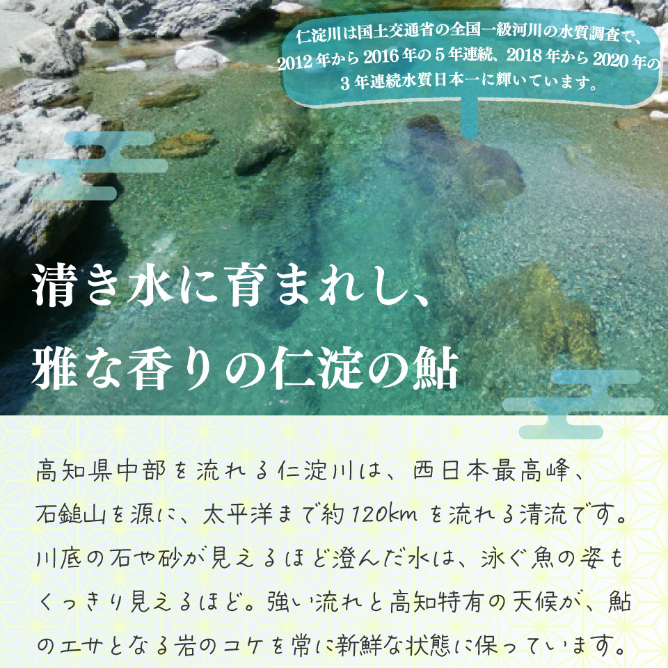 有名料亭絶賛！鮎屋仁淀川の友釣り天然鮎 約1kg