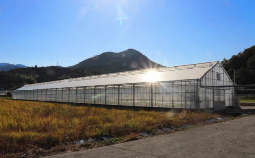 【2026年1月～4月頃発送】＜約900g×3回 定期便 ＞カラフルトマト アイメック トマト 5種 MIX フルティカ ＞ましまファーム ミニトマト フルーツトマト 糖度