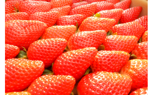 （全2回）佐川町産フルーツ 定期便  いちご 梨