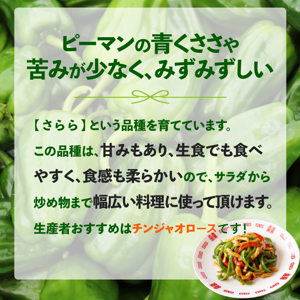 【ピーマン】1kg さらら 高知 野菜 夏 苦みが少ない 佐川町産 ＜毎年5月下旬頃～11月頃まで発送予定＞＜2026年 発送分 予約受付中＞
