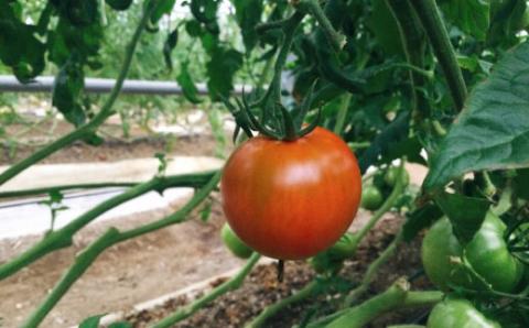 ＜＜2026年発送＞＞【3回定期便】フルーツトマト 1kg×3回『合計3kg』 織田トマト 高知 牧野富太郎博士の好物　＜毎年2月末頃まで申込受付＞【1月頃～5月頃の間に3回お届け】