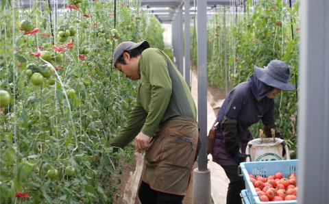 ＜＜2026年発送＞＞【3回定期便】【訳あり】 トマト 約2.3kg 織田トマト 高知 サイズ 違い 混合 キズあり 大小 まるっとトマト ＜毎年2月末頃まで申込受付＞【1月頃～5月頃の間に3回お届け】