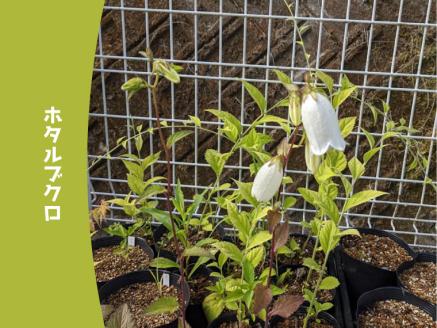 ヤマシャクヤク+種から育てた（内容お任せ）山野草3種 全4種4鉢（9cmポット）山野草福袋 多年草 一年草 二年草 植物の町佐川町から らんまん 朝ドラ 牧野富太郎 植物博士 庭 花 草木