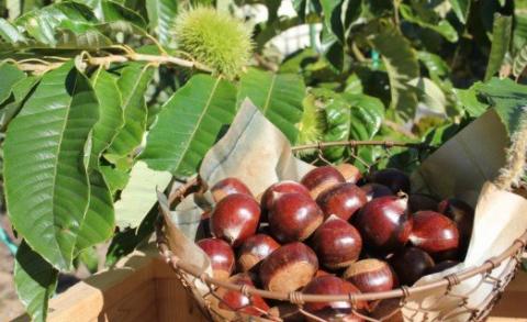 ＜佐川のフルーツ・野菜 定期便（全５回）＞いちご 冷凍ブルーベリー フルーツトマト 梨 夢甘栗