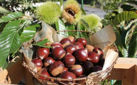 【年3回】フルーツ・野菜 定期便　梨・栗・トマト