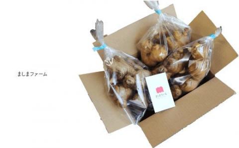 【毎年12月～7月頃まで発送】ましまファームの囲い生姜＆親生姜食べ比べセット計2kg