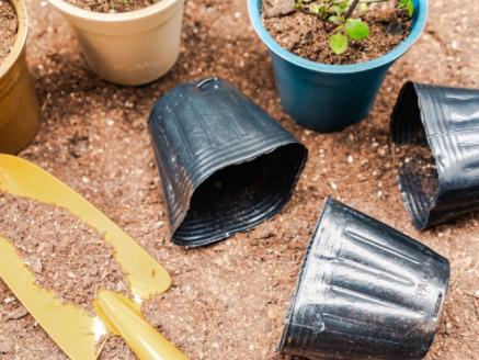 【年4回】季節のお任せ鉢花（ポット植え）定期便 　　ガーデニング 園芸 お任せ