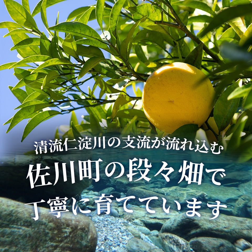 土佐文旦 【5kg】 サイズ混合 ＜2025年2月中旬頃より発送予定＞