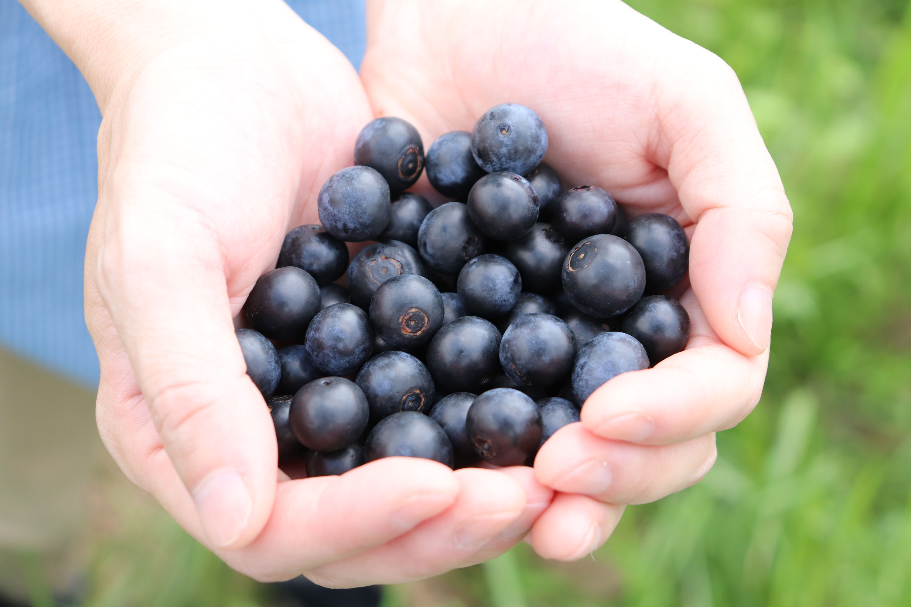 ブルーベリージャム　4個セット