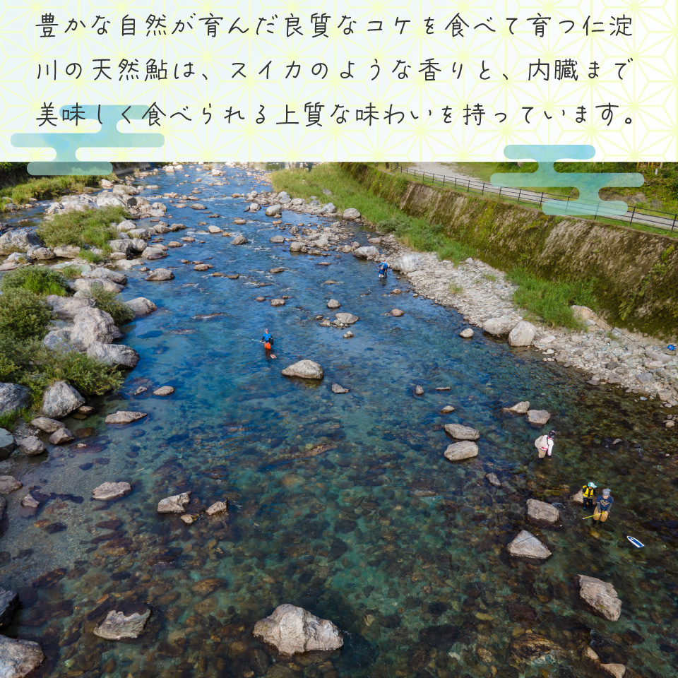 有名料亭も絶賛！鮎屋仁淀川の仁淀ブルー友釣り天然鮎 約500g
