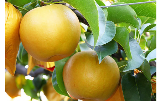 （全2回）佐川町産フルーツ 定期便  いちご 梨