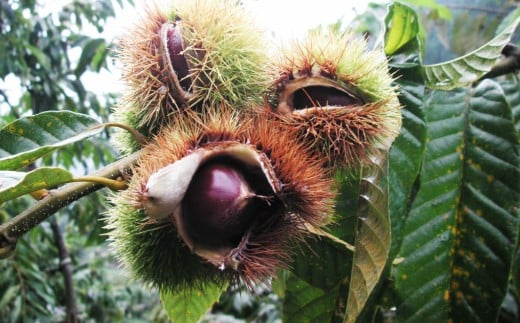 【250g×3袋】夢甘栗 焼き栗 無着色 無添加