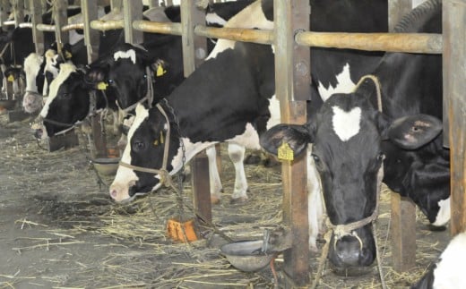 【定期便2回】吉本牛乳（さかわの地乳 1L×12本セット） 吉本乳業 紙パック 1,000ml 6本ずつ配送　※※本数・間隔の変更はできません※※