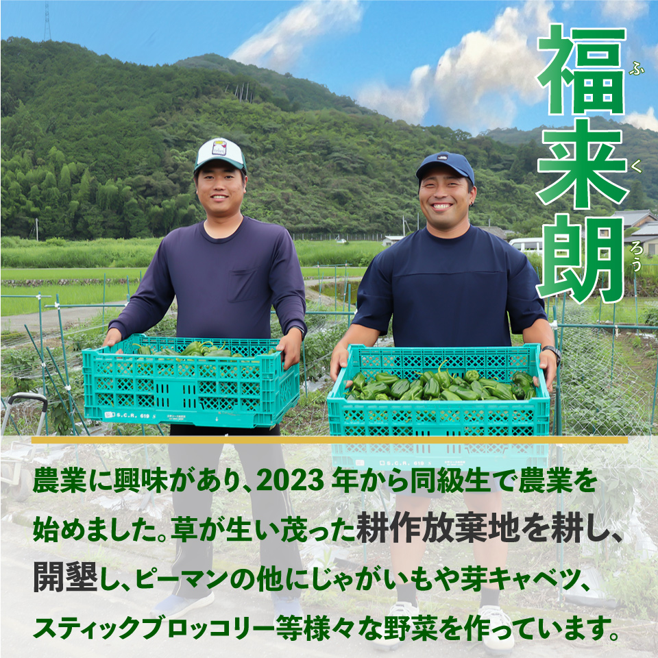 【ピーマン】1kg さらら 高知 野菜 夏 苦みが少ない 佐川町産 ＜毎年5月下旬頃～11月頃まで発送予定＞＜2026年 発送分 予約受付中＞