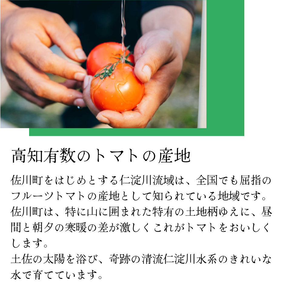 【5回定期便】フルーツトマト 原田農園 約1,800g 大箱（12月下旬～5月頃発送）＜2025年12月下旬頃より順次発送＞