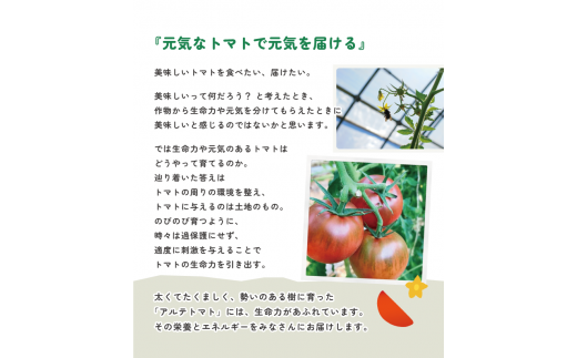 【2026年1月～5月頃発送】＜アルテトマト 約1.6kg（20-35玉）＞ フルーツトマト 高知県 佐川町 トマトハウスナカムラ 野菜 贈答用 リピーター多数 高糖度 ギフト 栽培期間中化学農薬不使用