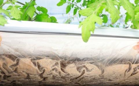 【2025年12月～2026年7月頃発送】高糖度ミニトマト＜約1kg＞ 秀品 フルティカ【化粧箱入／プレゼント・ギフト・贈答用に】小分けパック アイメック® ましまファーム フルーツトマト  牧野富太郎博士の好物