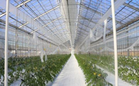 【2026年1月～8月頃発送】＜900g＞カラフル トマト 5種MIX フルティカなど　ましまファーム ミニトマト フルーツトマト アイメック® ミックス フルティカ＆ミニ4種