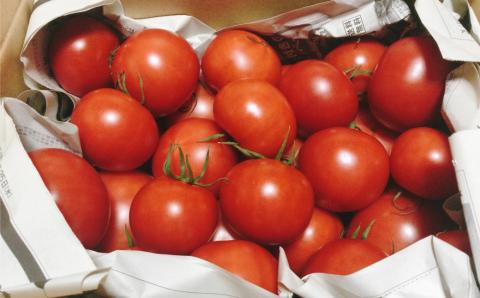 ＜＜2026年発送＞＞【3回定期便】【訳あり】 トマト 約2.3kg 織田トマト 高知 サイズ 違い 混合 キズあり 大小 まるっとトマト ＜毎年2月末頃まで申込受付＞【1月頃～5月頃の間に3回お届け】