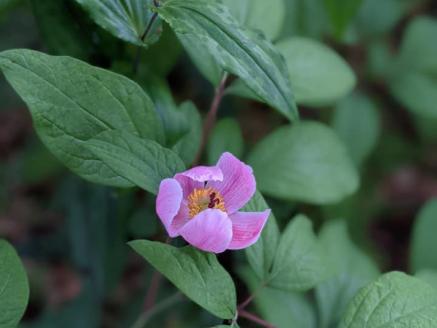 ヤマシャクヤク+種から育てた（内容お任せ）山野草3種 全4種4鉢（9cmポット）山野草福袋 多年草 一年草 二年草 植物の町佐川町から らんまん 朝ドラ 牧野富太郎 植物博士 庭 花 草木