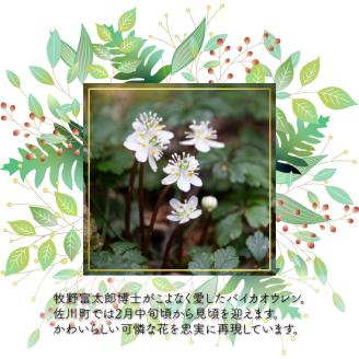 クッキー缶（12×12cm）1缶 バイカオウレン アイシングクッキー glen（グレン）発酵バター 国産小麦使用 厳選素材　＜2026年1月以降　お申込み順に発送＞