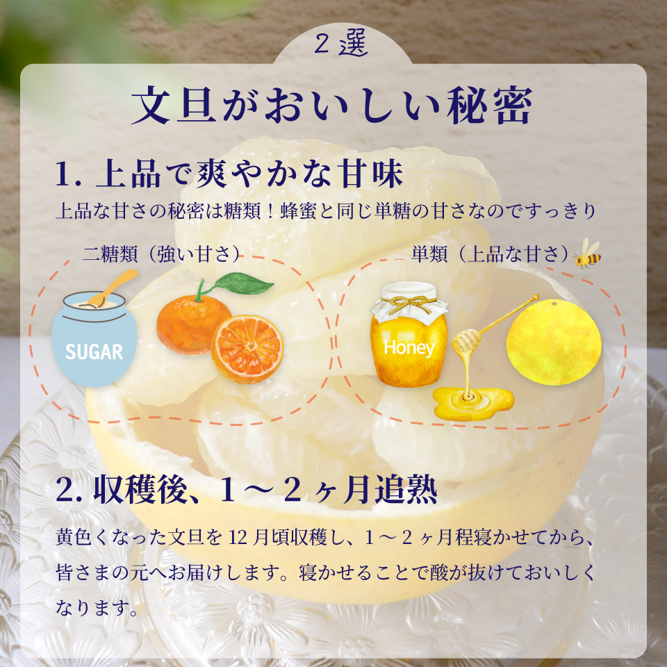 土佐文旦 【5kg】 サイズ混合 ＜2025年2月中旬頃より発送予定＞