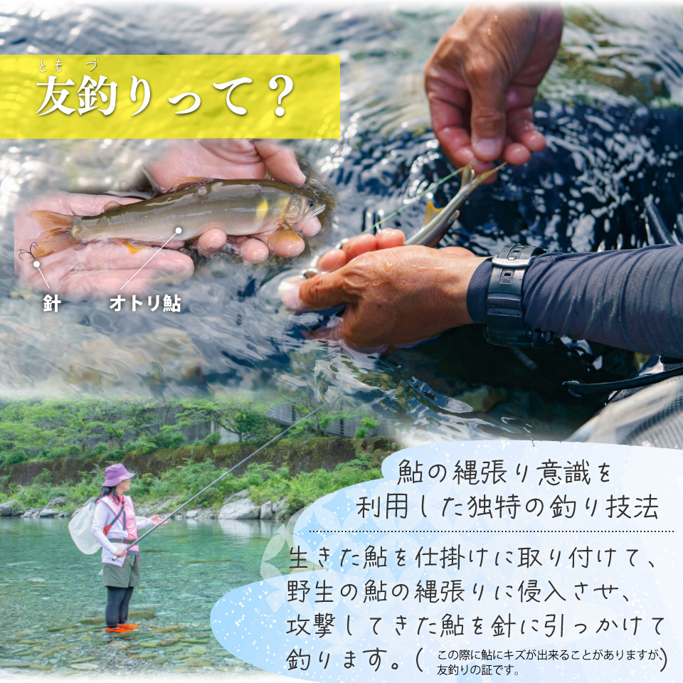 有名料亭も絶賛！鮎屋仁淀川の仁淀ブルー友釣り天然鮎 約500g