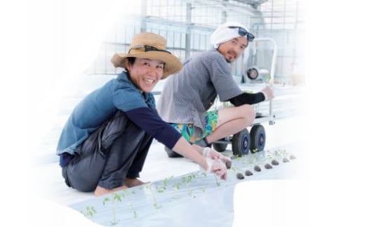 【2026年1月頃～8月頃発送】＜約900g×7回 定期便 ＞カラフルトマト アイメック トマト 5種 MIX フルティカ ましまファーム ミニトマト フルーツトマト ミックス 糖度