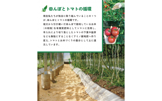 【2026年1月～5月頃発送】＜アルテトマト 定期便 約1.6kg×3ヶ月連続＞フルーツトマト 合計4.8kg トマトハウスナカムラ　栽培期間中化学農薬・化学肥料不使用